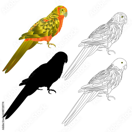 Tropical bird Parrot Sun Conure   natural and outline and silhouette on a white background vector illustration editable hand draw