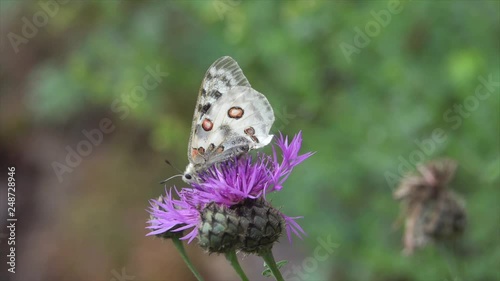 Mosel-Apollo (Parnassius apollo vinningensis) auf Flockenblume bei Valwig 