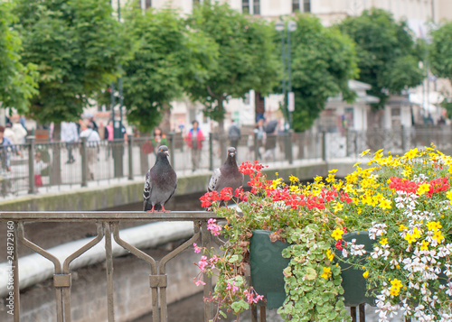 Two pigeons sit on the fence near the flowers. City embankment © Andrey