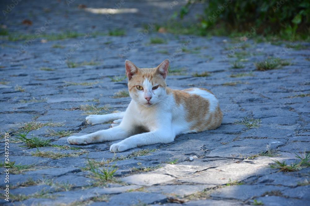 cat of Naples