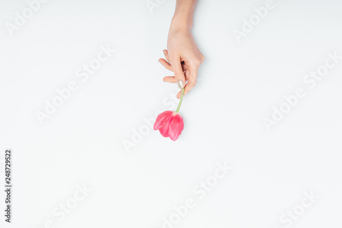 View from above of woman's hand holding one beautiful pink tulip #248729522