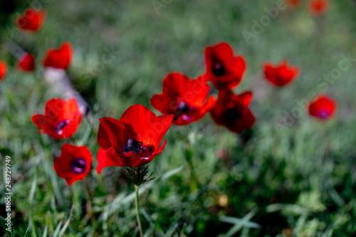 poppy  flower  red  field  nature  flowers  spring  summer  green  poppies  plant  meadow  beauty  blossom  color  bloom  tulip  garden  beautiful  tulips  grass  flora  landscape  petal  floral