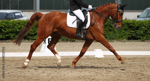Horse dressage at trot during the limbo, photographed in the exam from the side..