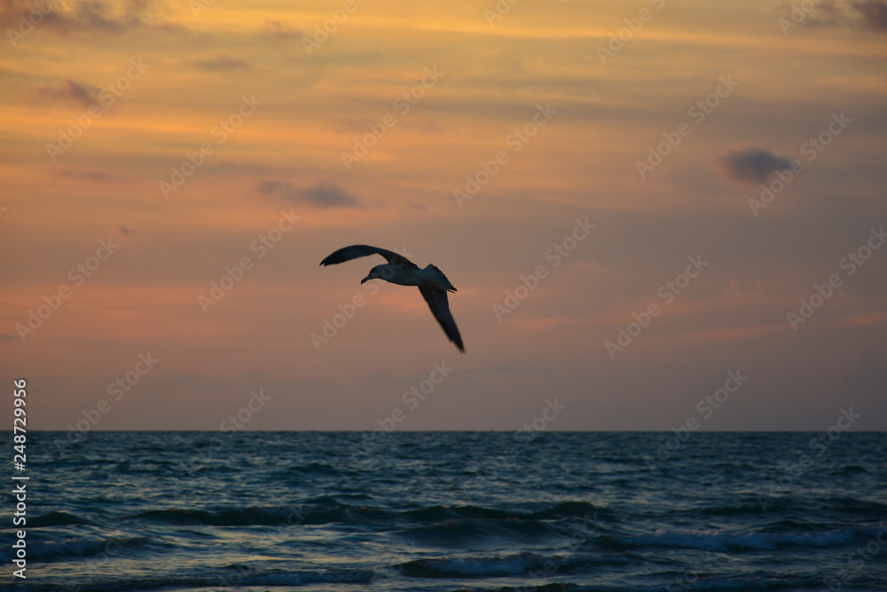 seagull in the sunset