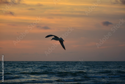 seagull in the sunset