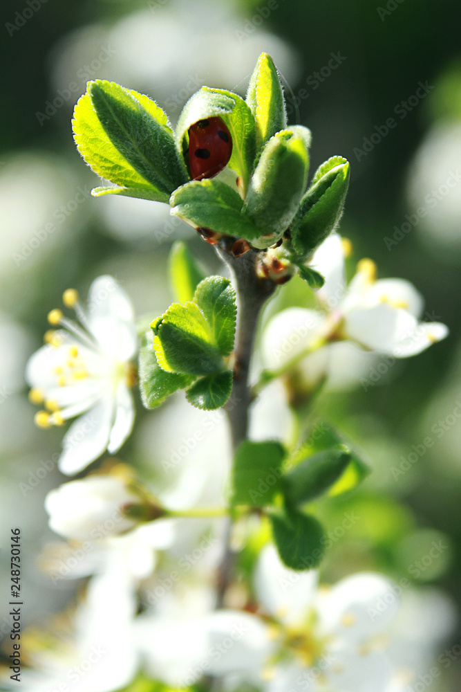Ladybird hid in a beautiful flowering tree. Ladybird hid in a beautiful flowering tree.