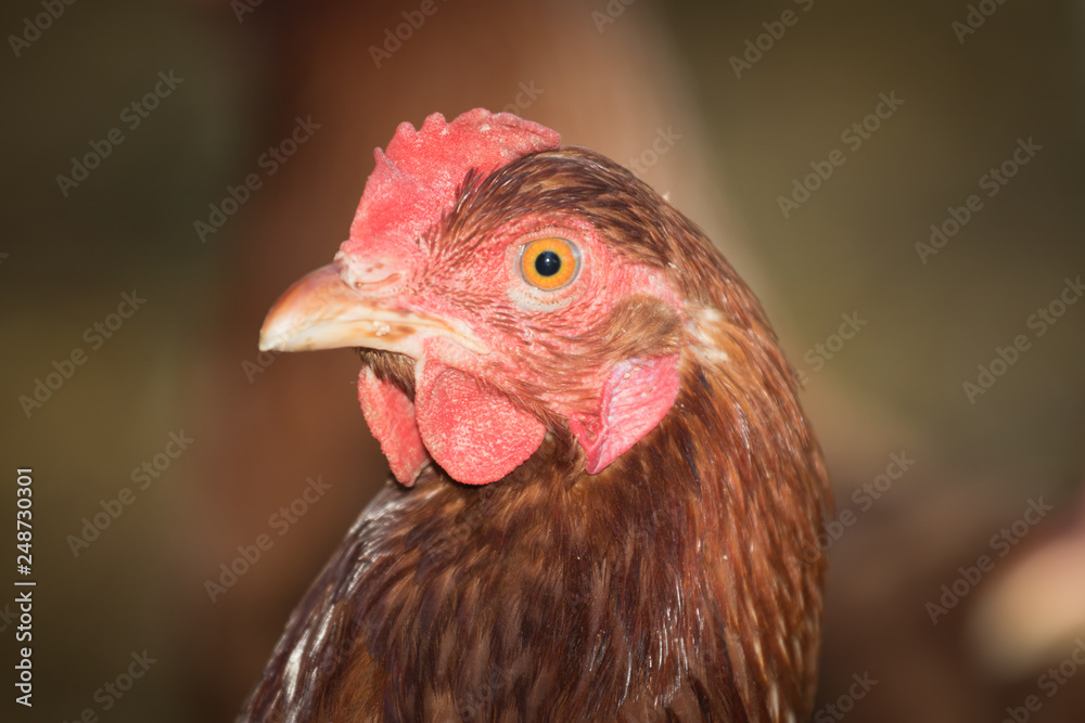 Portrait of young brown chicken