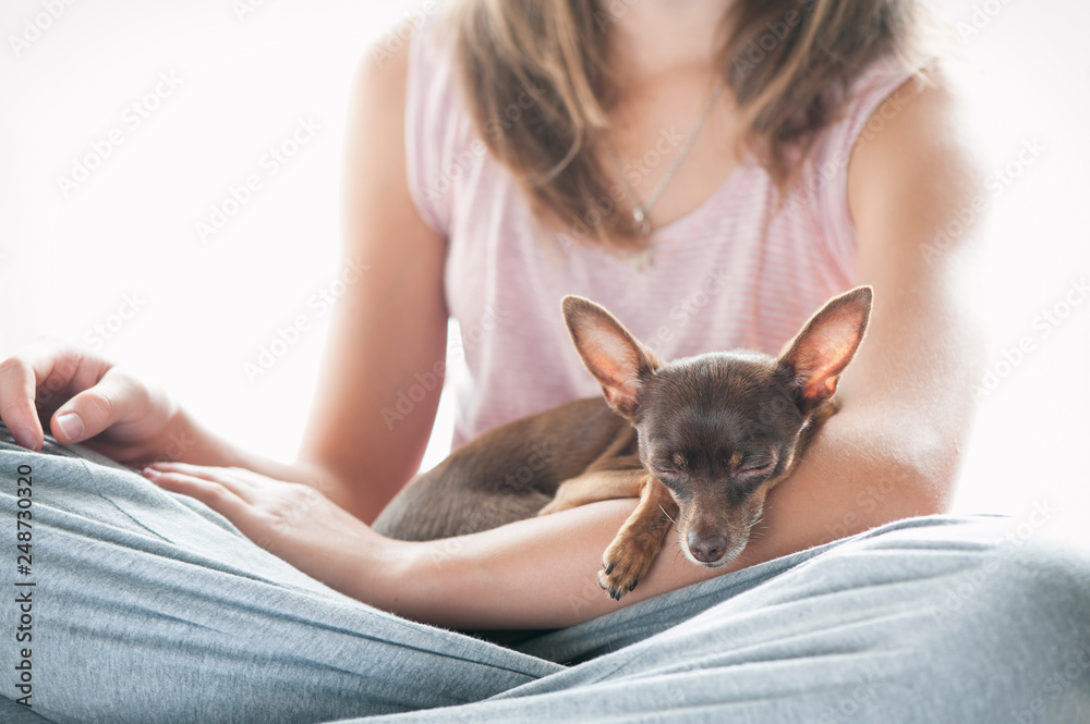 Trusting, devotion. Little toy-terrier dog sleeping on girl's hand