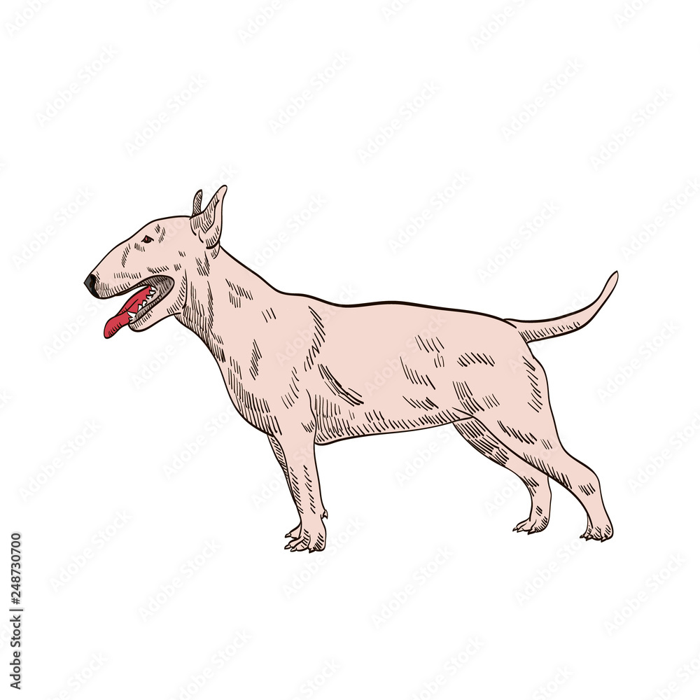 Fototapeta premium pedigree dog bull bull terrier,terrier white