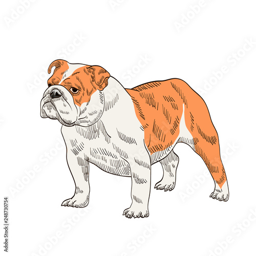 pedigree dog bulldog orange white