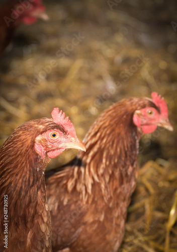 Portrait of young brown chicken.