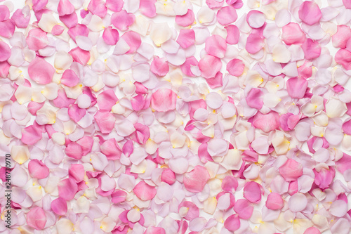 Pink rose flowers petals on white background. Flat lay, top view, copy space.