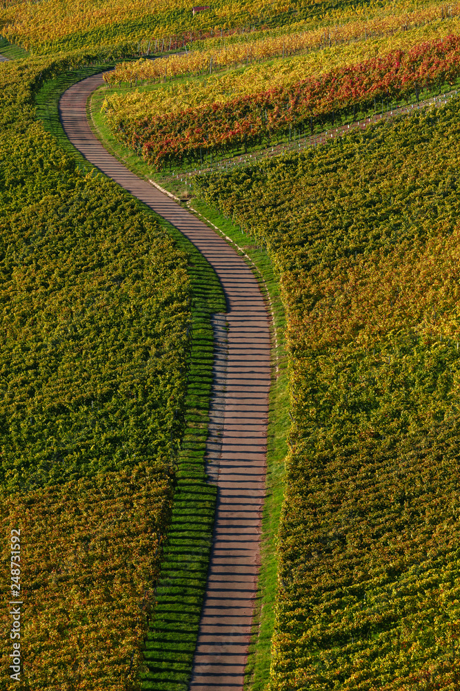 Obraz premium Weinberge im Herbst