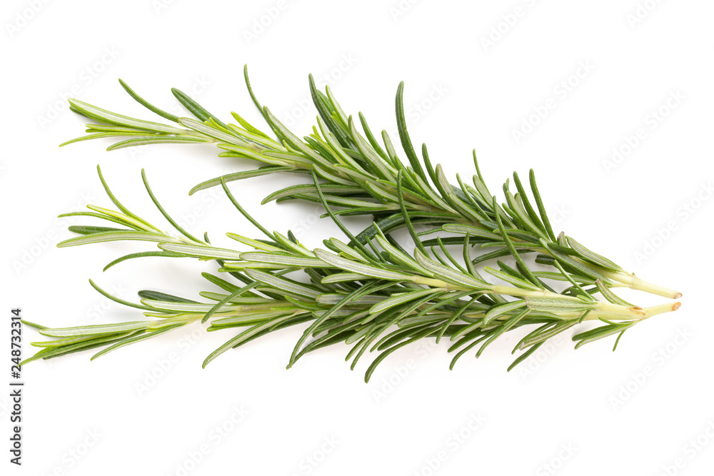 Rosemary spice on the white background.