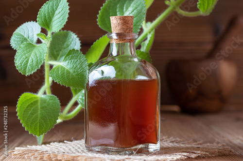 Silver spurflower tincture with fresh Plectranthus argentatus plant photo