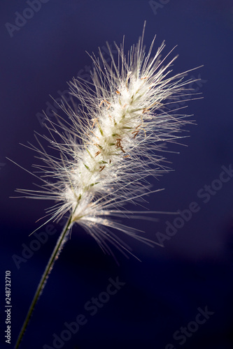 Spikelets close up, illuminated by the sun on a dark blue background