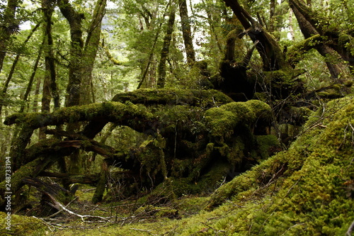 Fallen tree with moss growned on it