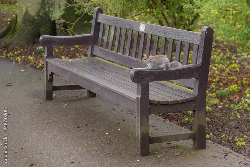 Grey Squirrel sitting on a park bench Grey Squirrel sitting on a park bench