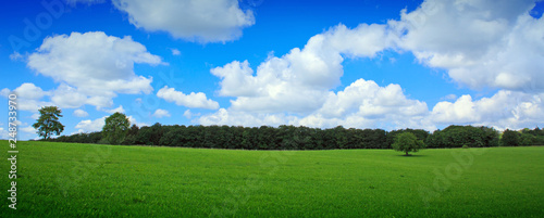 Summer landscape with trees and blue sky. Summer background.