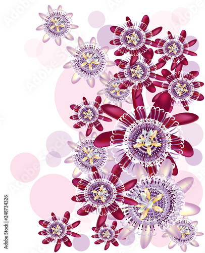 Beautiful passiflora with different tones of purple color