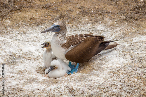Blue-footed booby, mother and sons