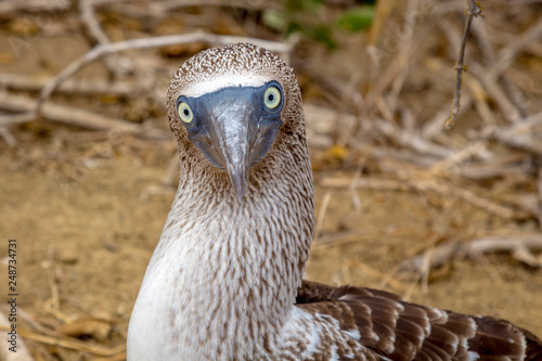 Blue-footed booby surprising face
