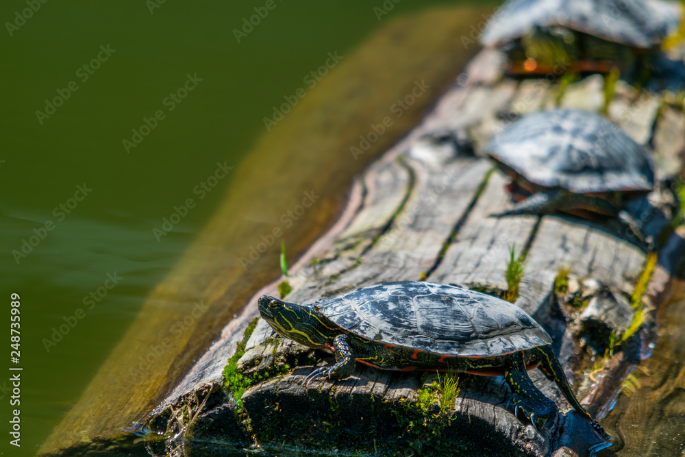 Obraz premium Turtle on the end of the log