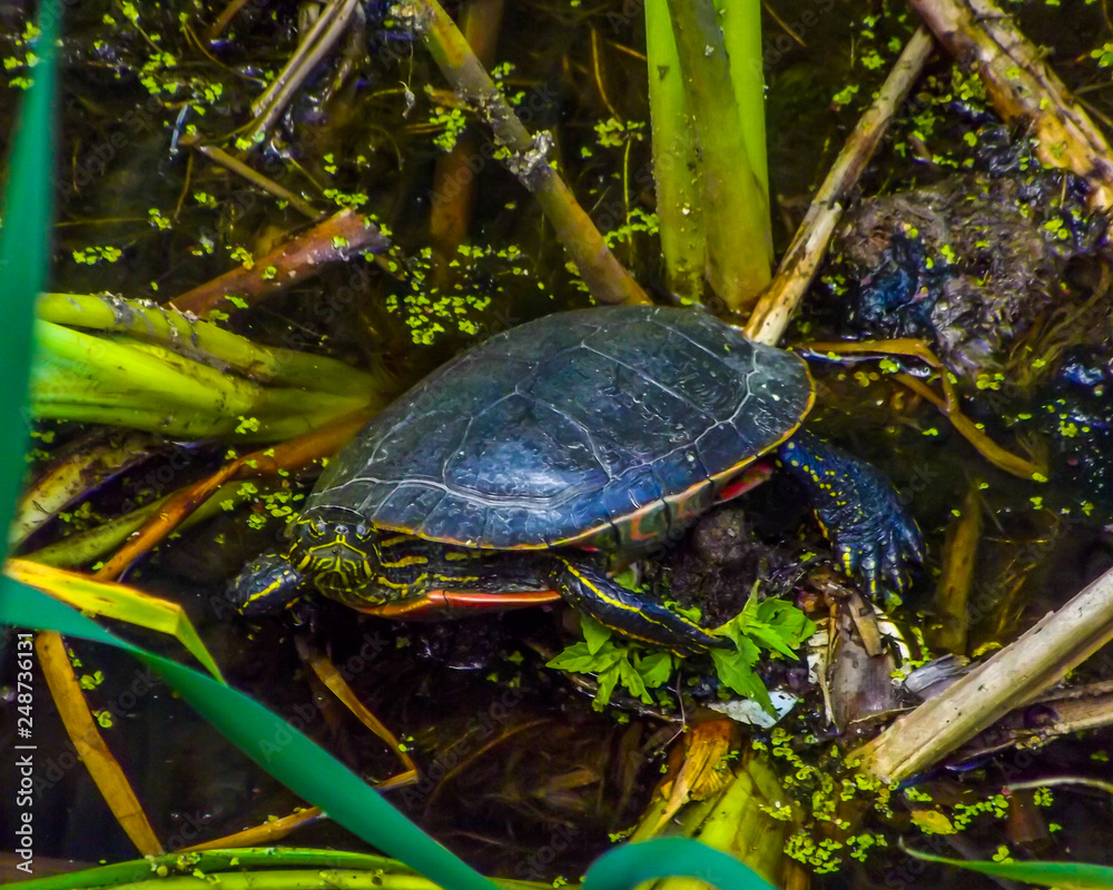Turtle in the marsh in a pond Turtle in the marsh in a pond