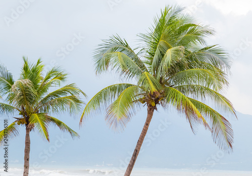Coconut palm trees Beach  DaNang  Vietnam