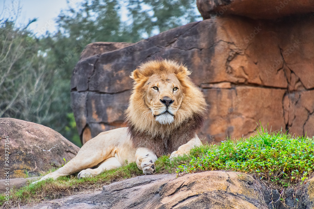 Naklejka premium Male lion resting on rocks