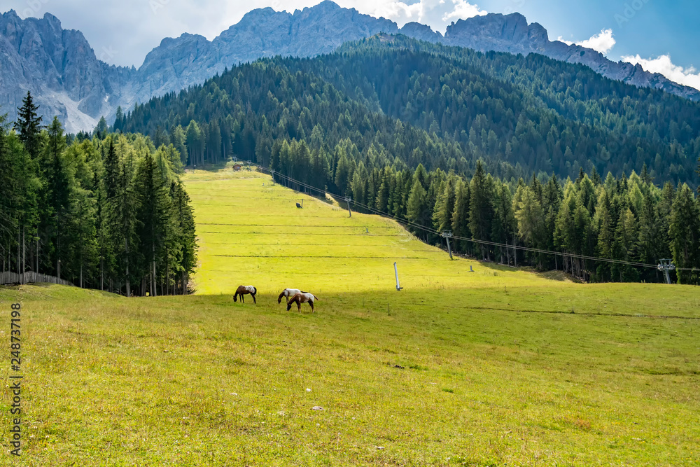 Mountain meadow with free horses