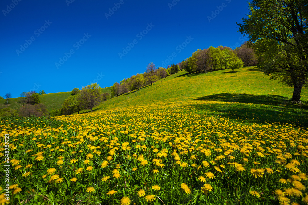 Beautiful spring landscape, dandellion field