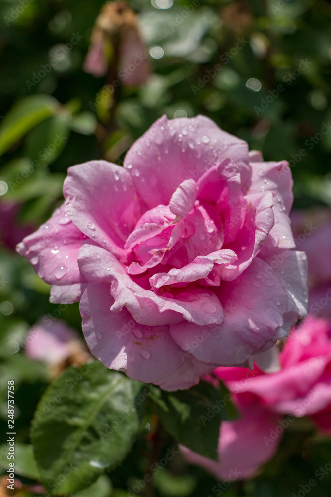 Closeup of Pink Rose
