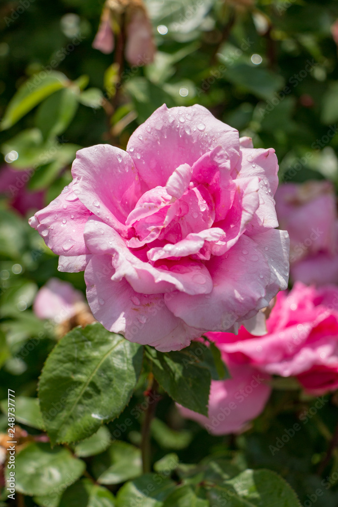 Pink Rose in the Garden