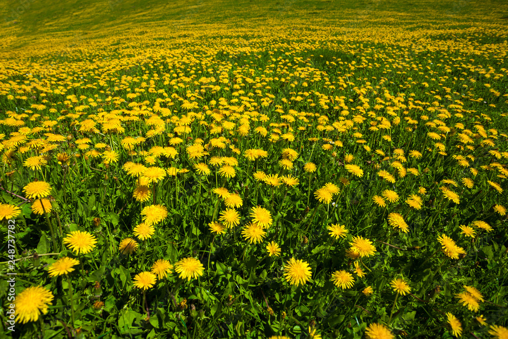Beautiful spring landscape, dandellion field
