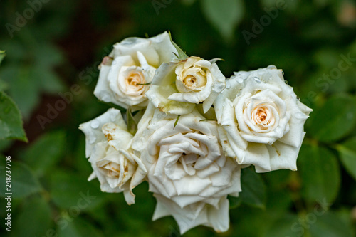 Several White Roses