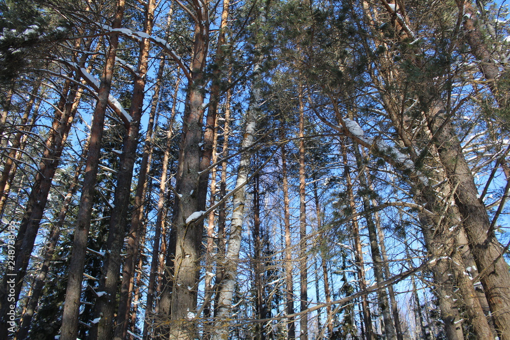 Fototapeta premium Trees snowy winter on a cold, Sunny day.