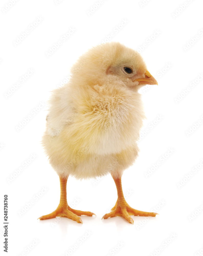 Small yellow chicken. Small yellow chicken.