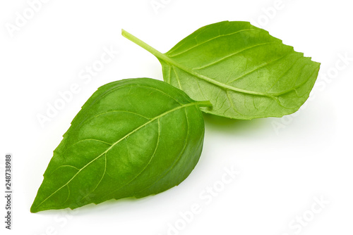 Fresh Green basil leaves  close-up  isolated on white background