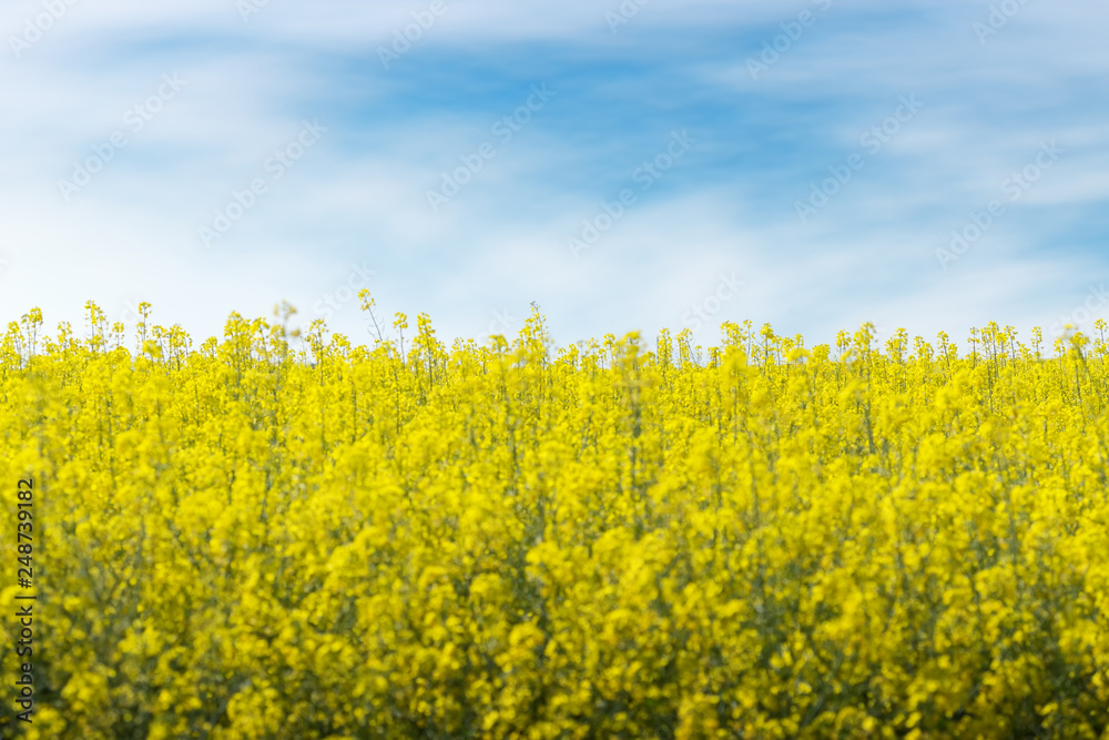 photo canola field / bright hot summer day landscape in nature photo canola field / bright hot summer day landscape in nature