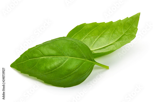 Fresh Green basil leaves, close-up, isolated on white background