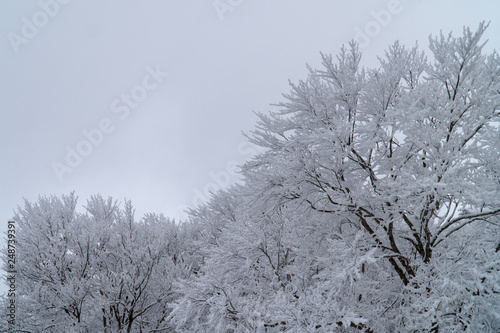 Wallpaper Mural 蔵王の樹氷と冬景色 Torontodigital.ca