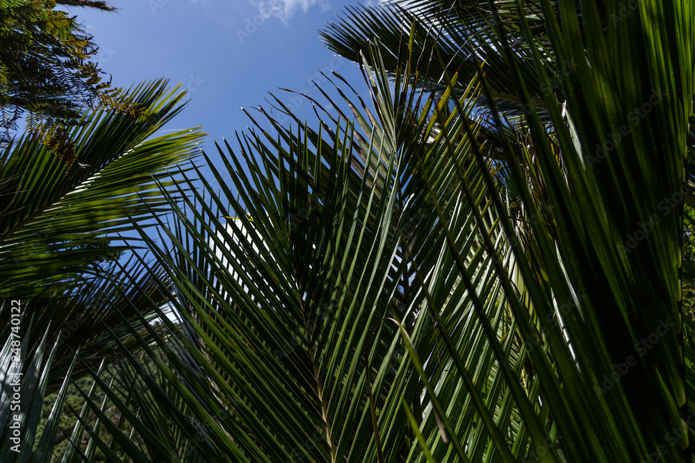 Fototapeta premium palm tree close up with the sun in the background, Marco photography of palm tree leafs