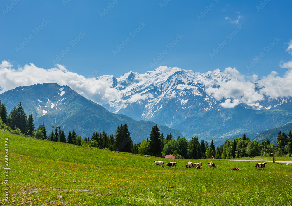 Herd cows on glade and Mont Blanc mountain massif