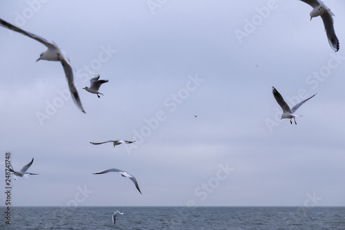 Many gulls fly over the cold sea in winter. Black Sea