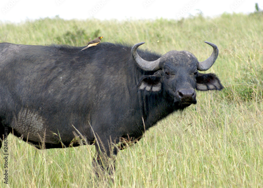 Old buffalo at Masai Mara national park, Kenya Old buffalo at Masai Mara national park, Kenya