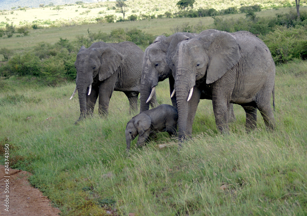 Fototapeta premium Elephants at Masai Mara national park, Kenya