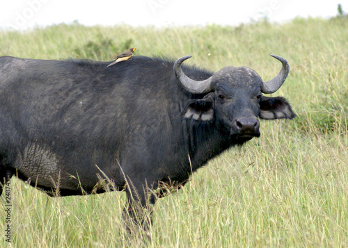 Old buffalo at Masai Mara national park  Kenya