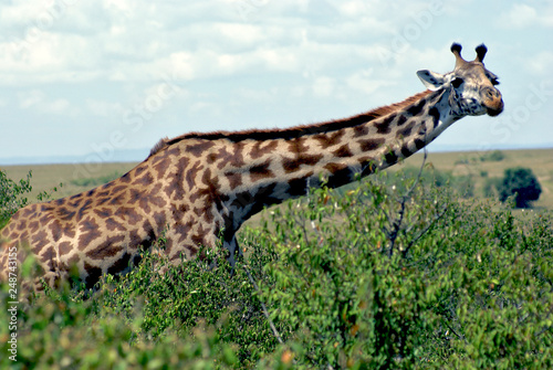 Giraffe in Masai Mara reserve  Kenya