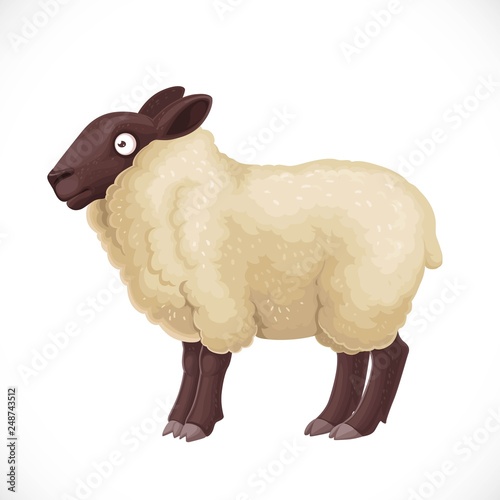 Cute woolly sheep with light wool isolated on white background
